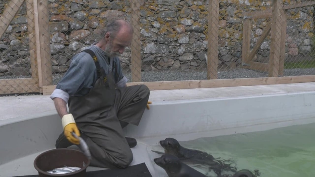Pete feeds seal pups at Hillswick Wildlife Sanctuary