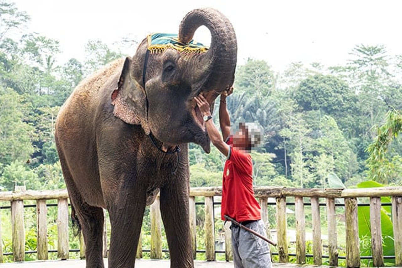 An Asian elephant