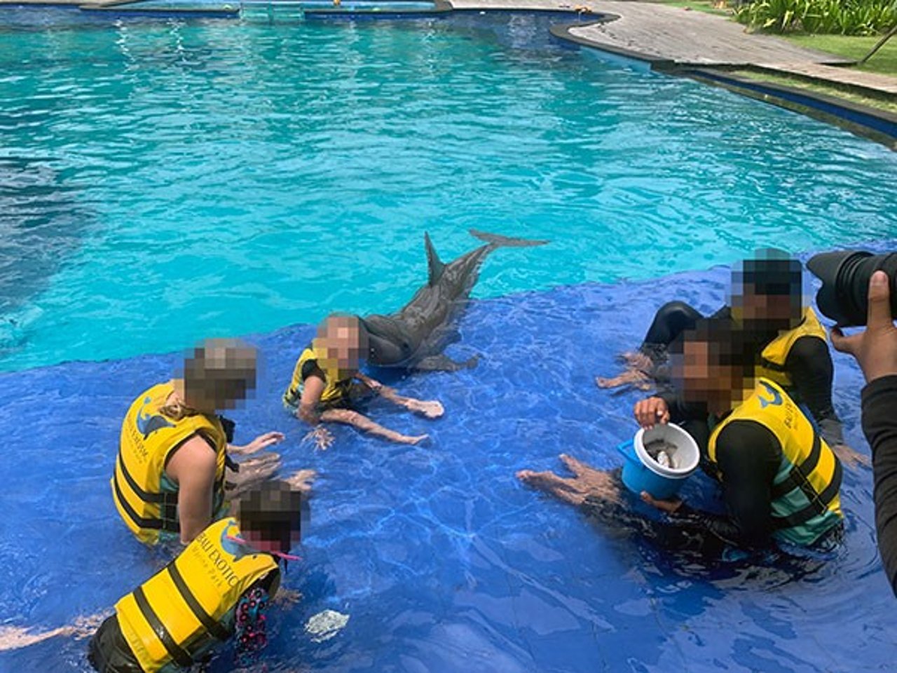 A group of tourists of all ages crowd around a dolphin in a pool in Bali.
