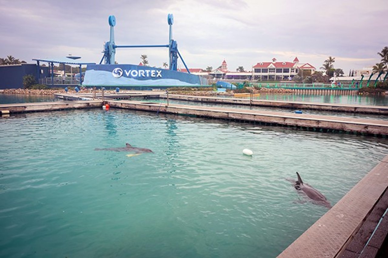Two captive dolphins are housed in a barren tank in Sea World Australia.