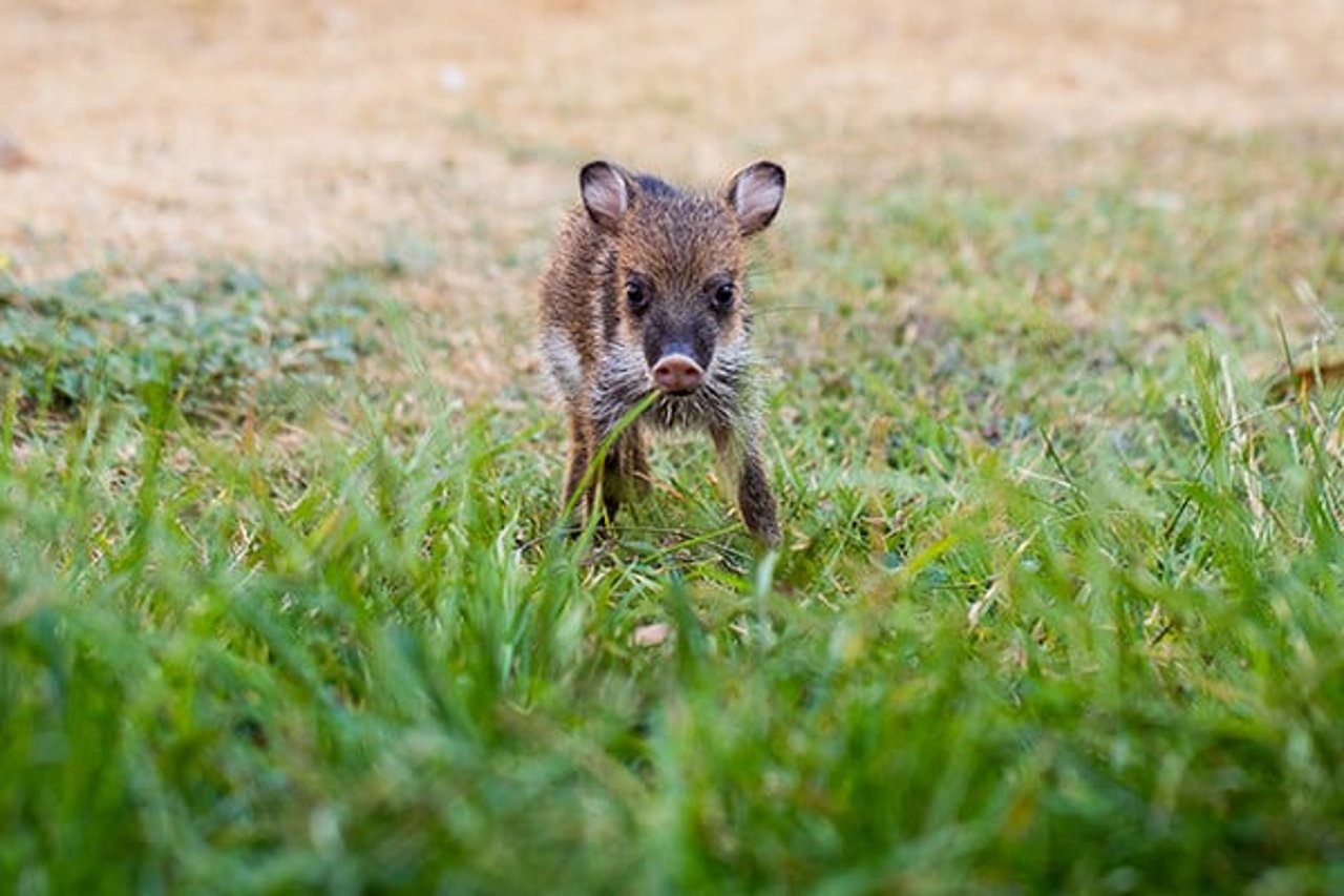 Baby, a rescued peccary at the Ecótono Institute in Brazil.