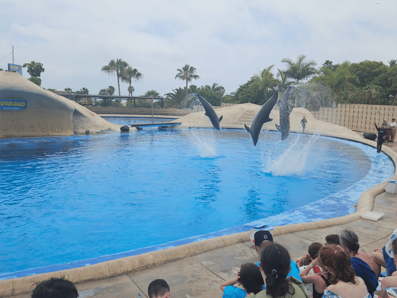 Captive dolphins performing in front of an audience at Aqualand in Tenerife