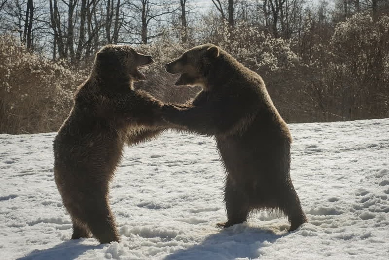 bears_at_libearty_sanctuary._credit_world_animal_protection_1018596