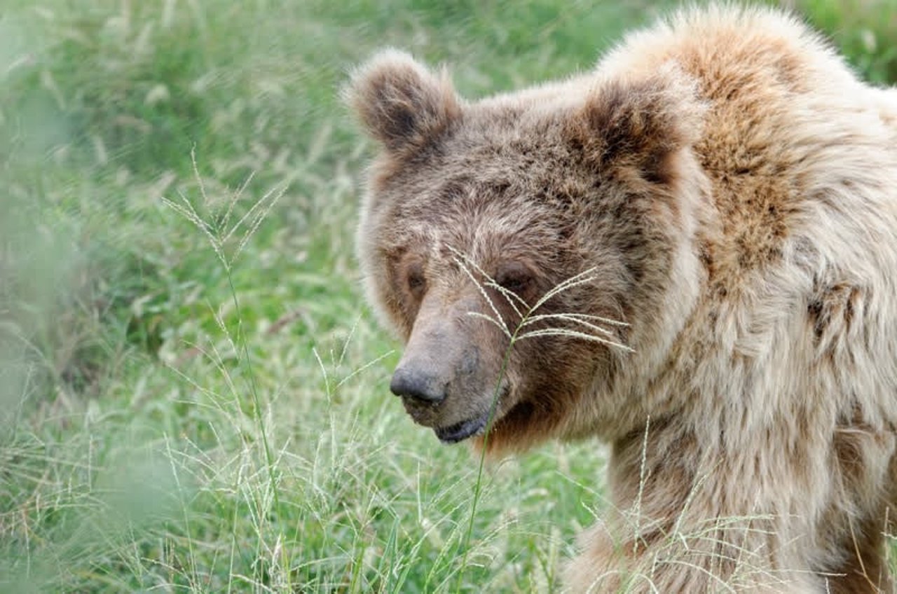 bhoori_at_balkasar_sanctuary._credit_world_animal_protection_low_res_1017756