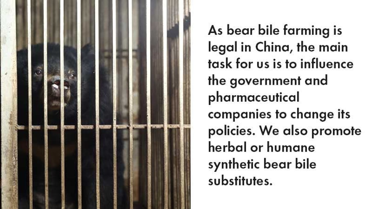 bear bile image