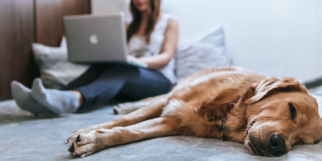 A woman sits on a white bed while typing on a grey laptop. Closer to the camera, a golden retriever lies on the bed taking a nap.