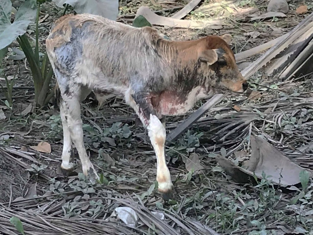 calf_in_the_philippines_affected_by_mount_mayon_volcano