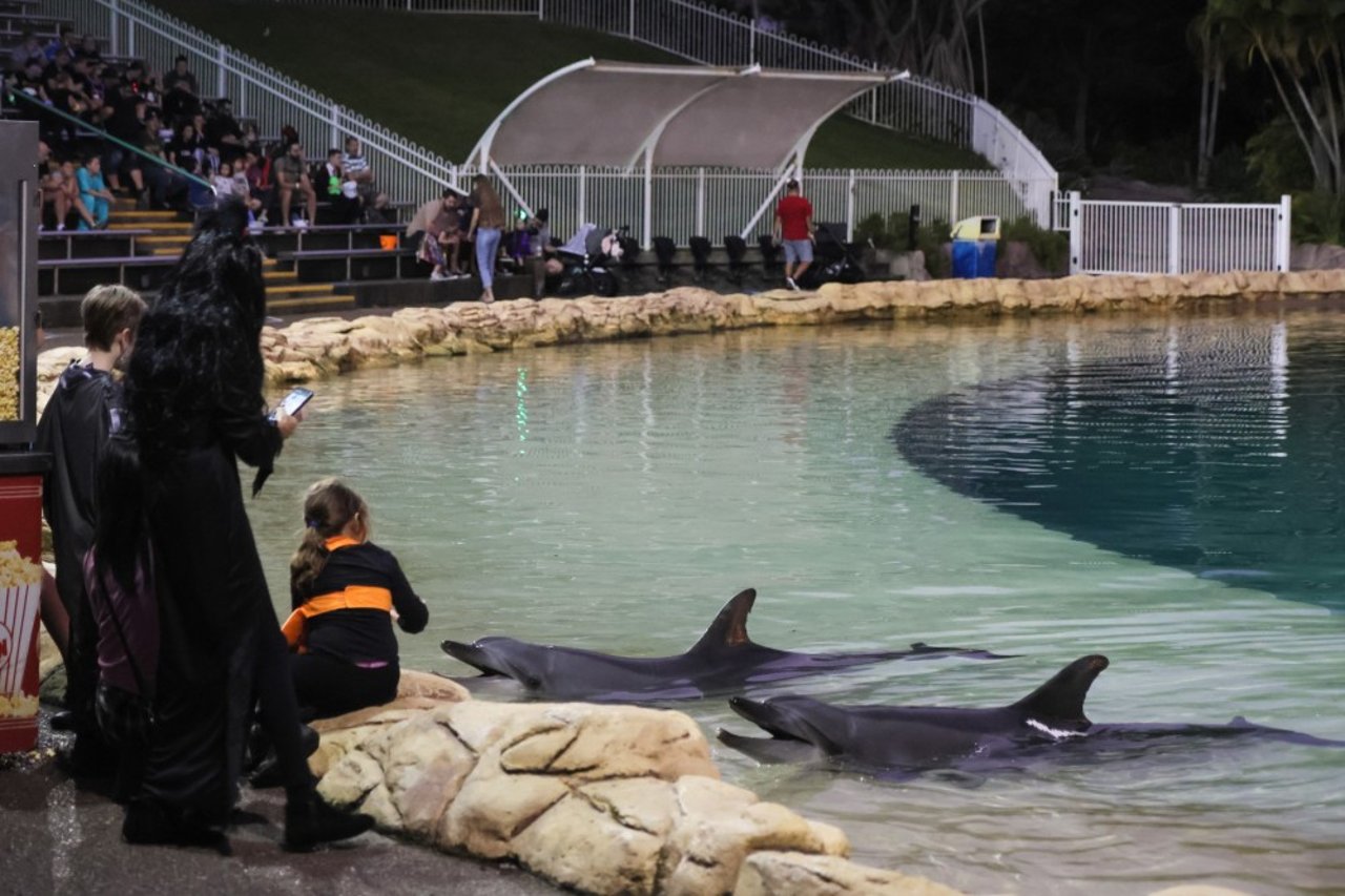 Captive dolphins entertaining tourists in a small pool at night