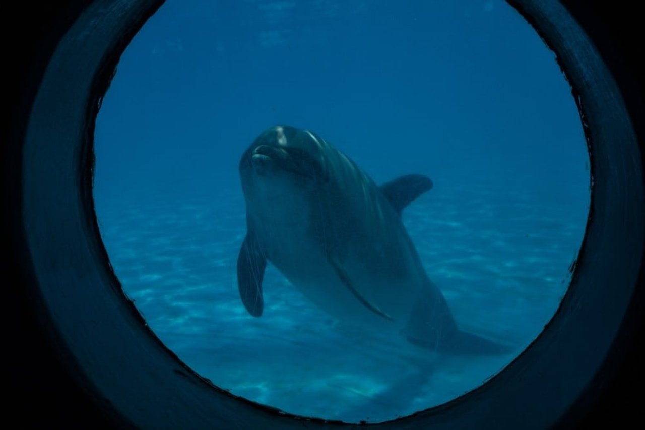 A captive dolphin seen through a window in a tank at an entertainment venue