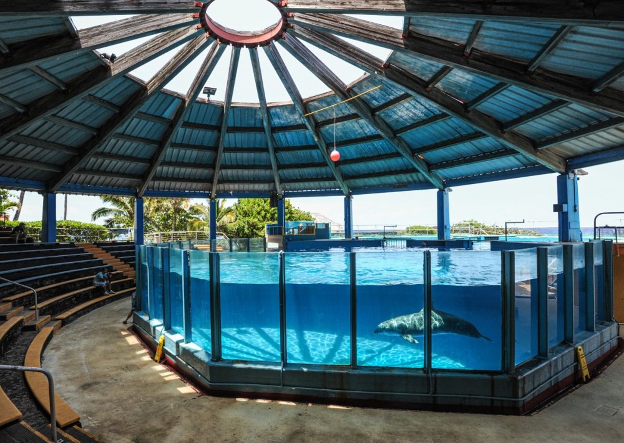 A lone dolphin in a tank