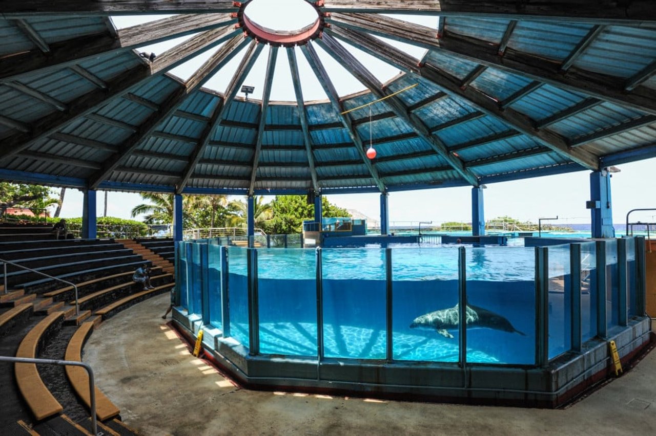 A lone, captive dolphin can be seen swimming in an observation pool, designed for visitors to have a guaranteed view