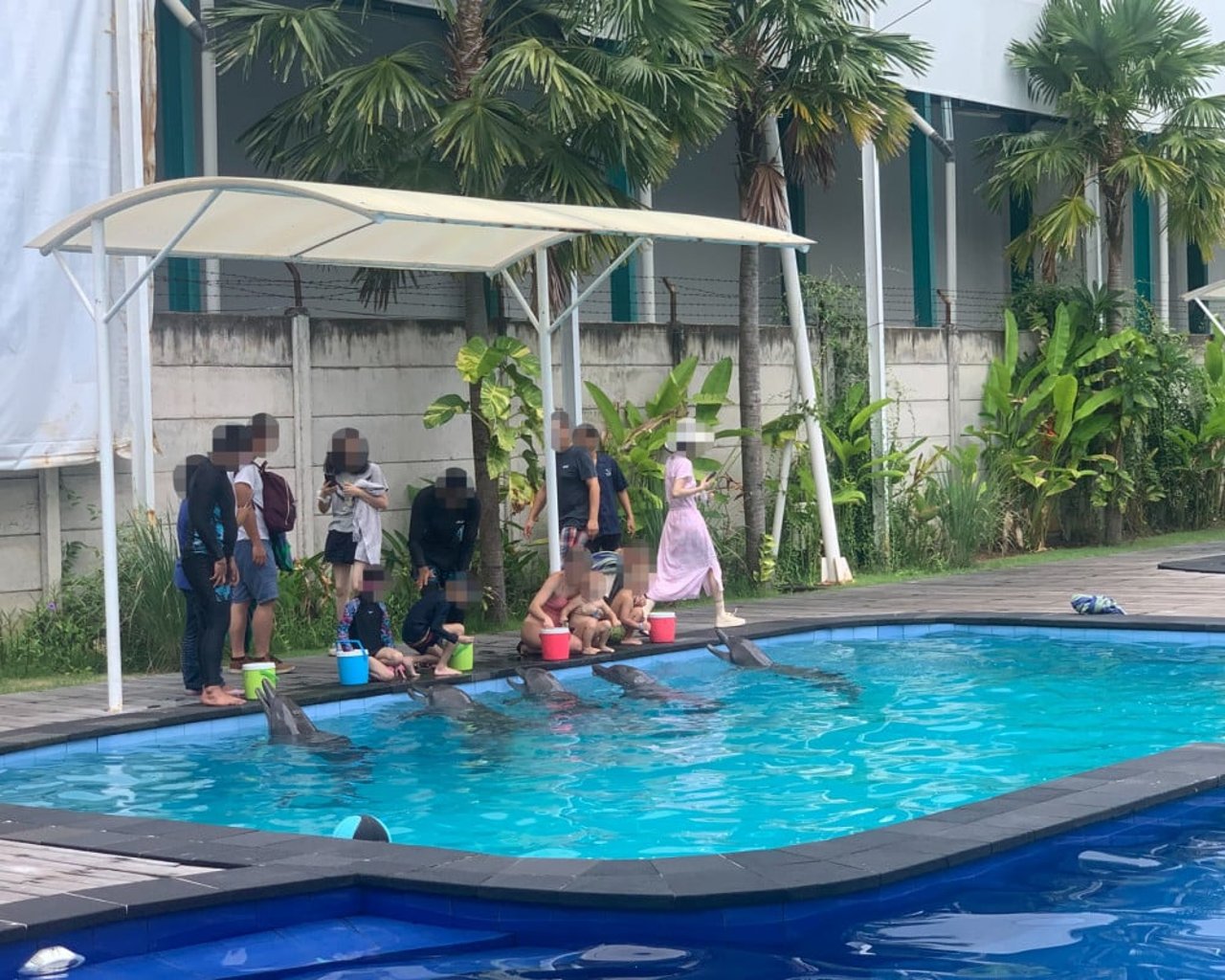 Captive dolphins entertaining a group of people