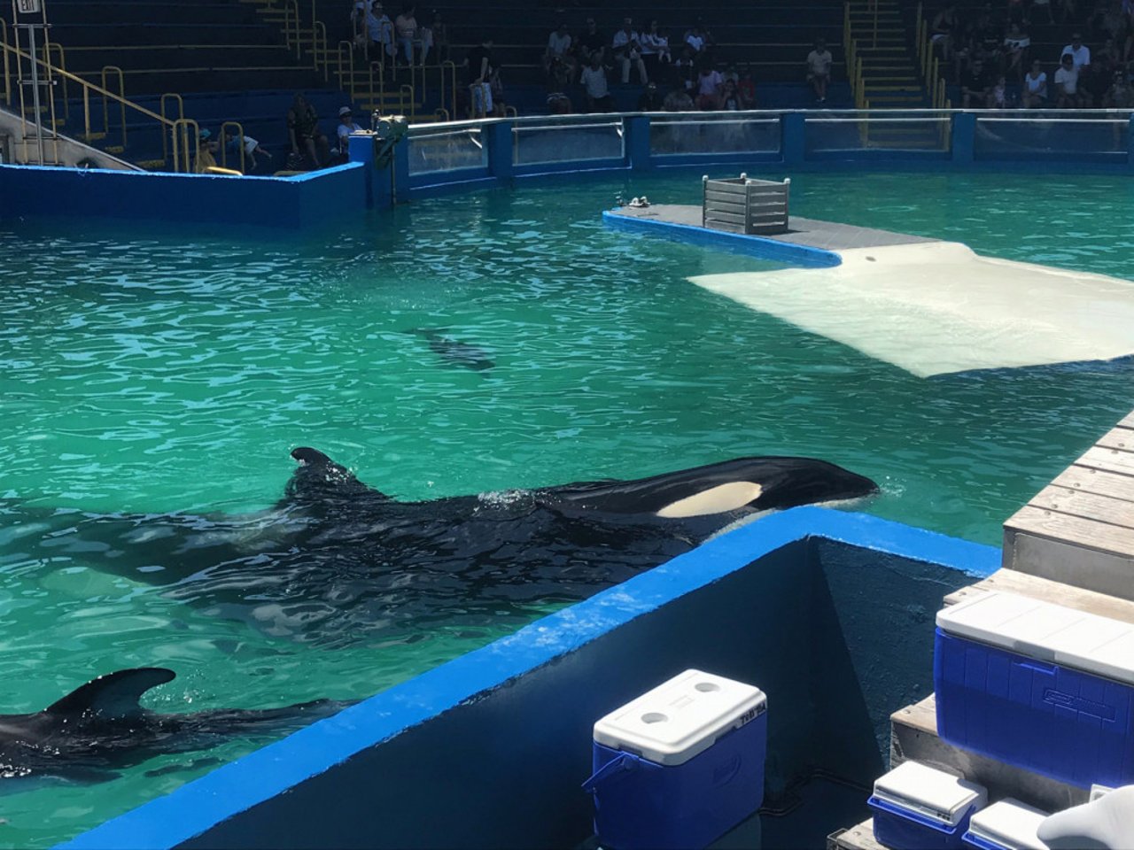Captive orca in Miami Seaquarium, Florida, USA on September 15, 2019. 