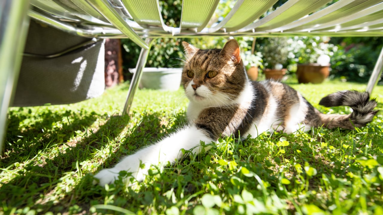 Cat in shade under chair in summer heat