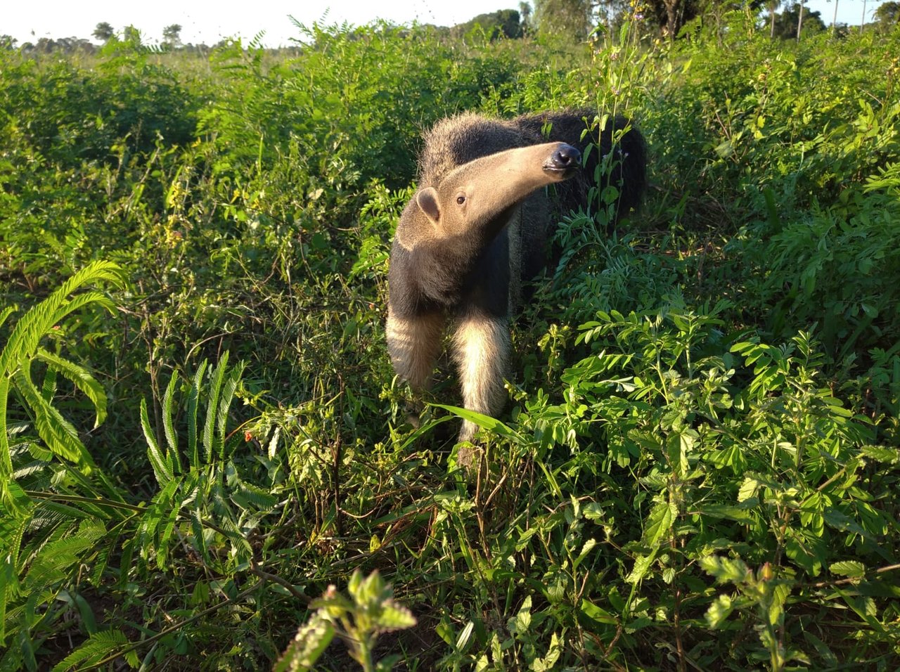 Tamara baby giant anteater