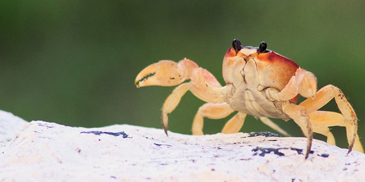A small white and red crab walking on a white rock, against a green backdrop. He has small beady black eyes.