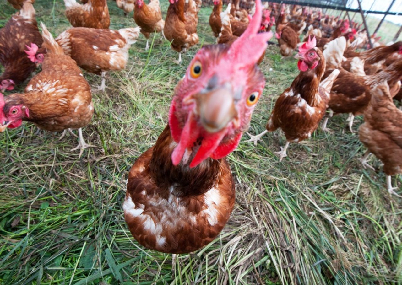 A chicken up close staring into the camera