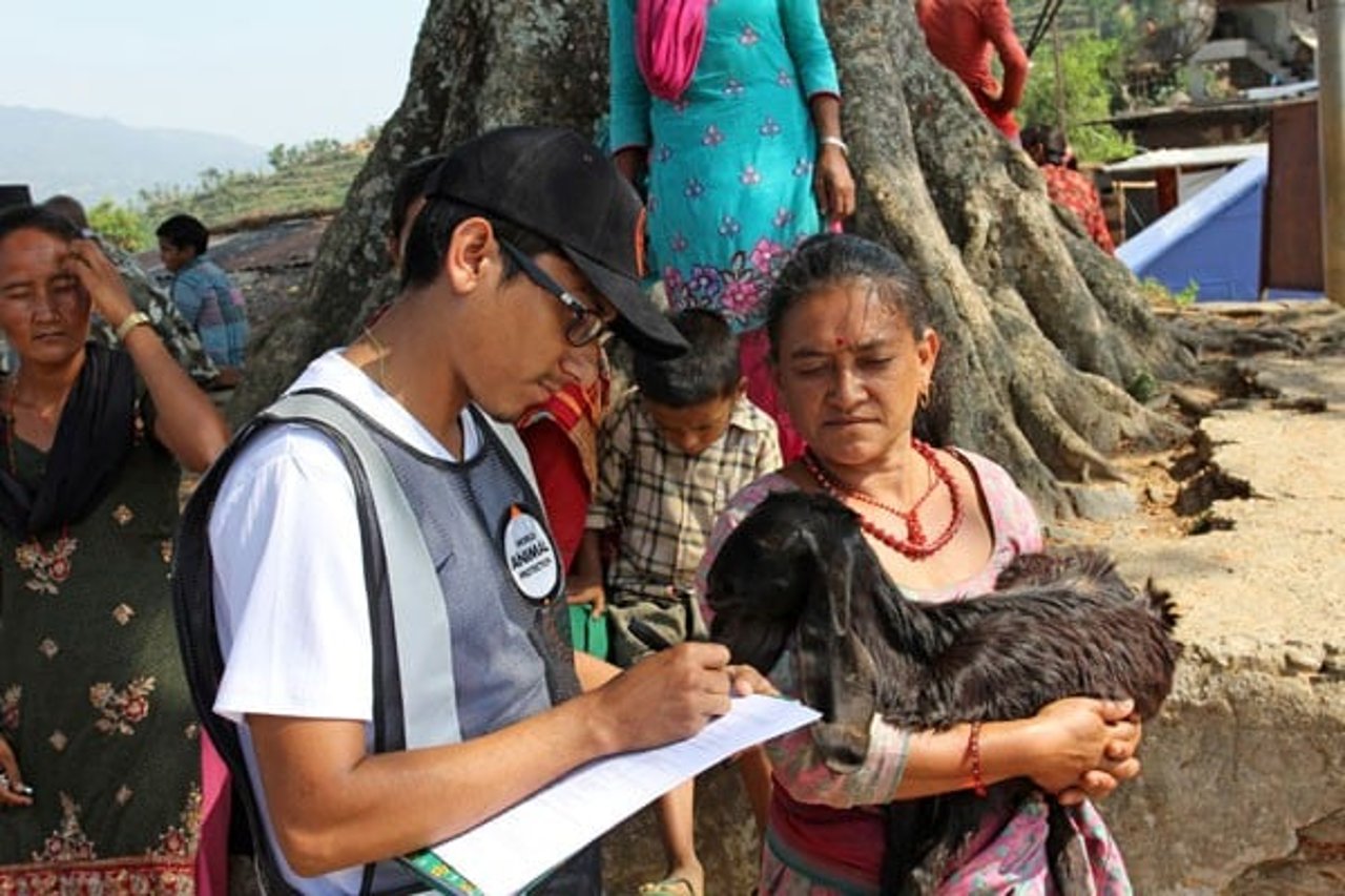 clinic-worker-treating-goat