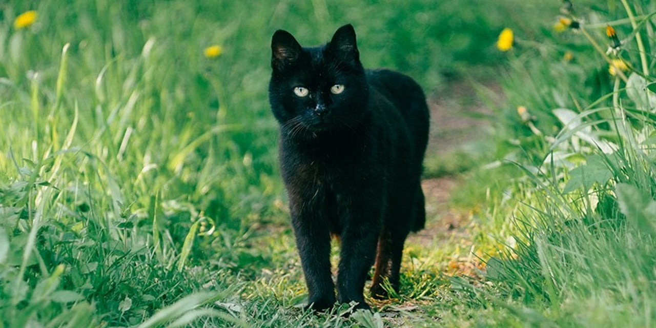 A black cat sitting on the back of a brown chair, against a naked brick wall
