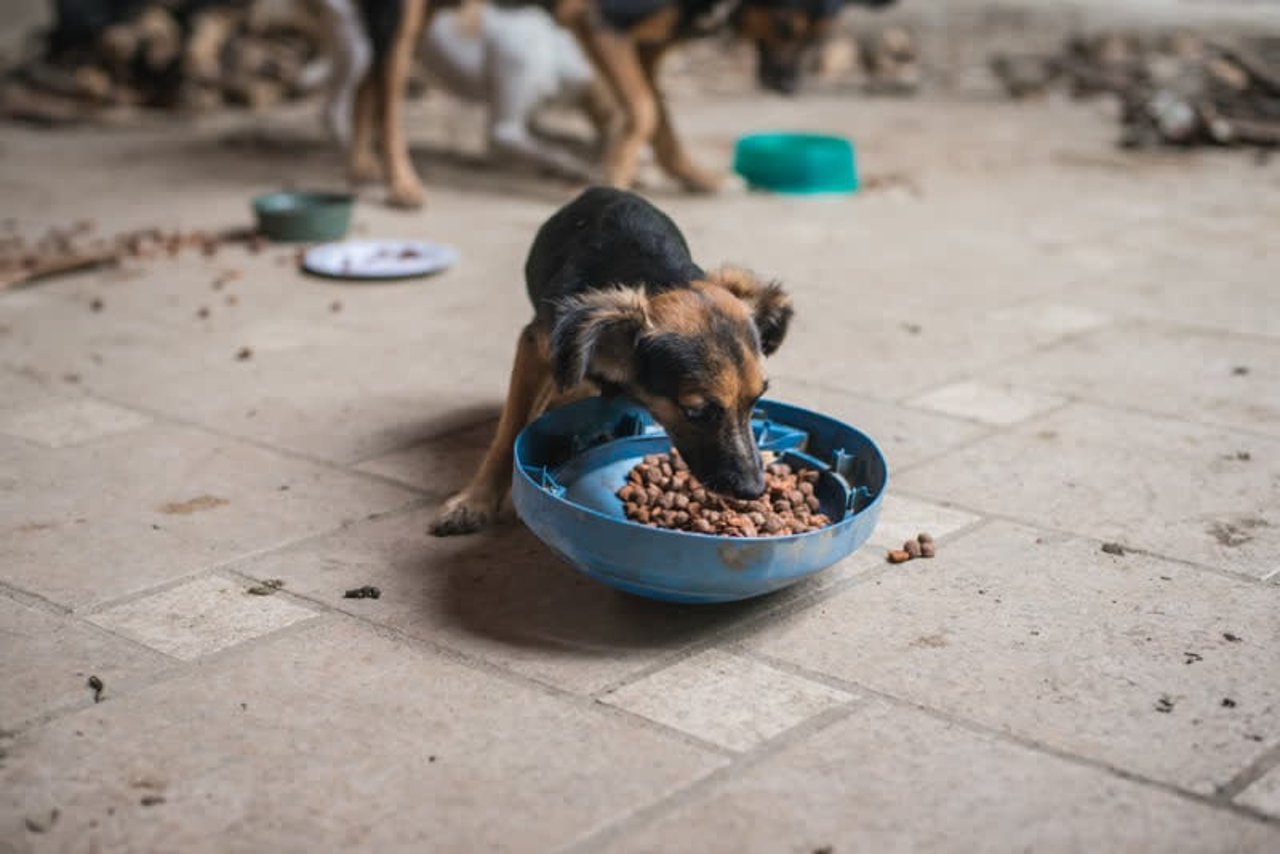 En sulten hund bliver foderet efter en naturkatastrofe