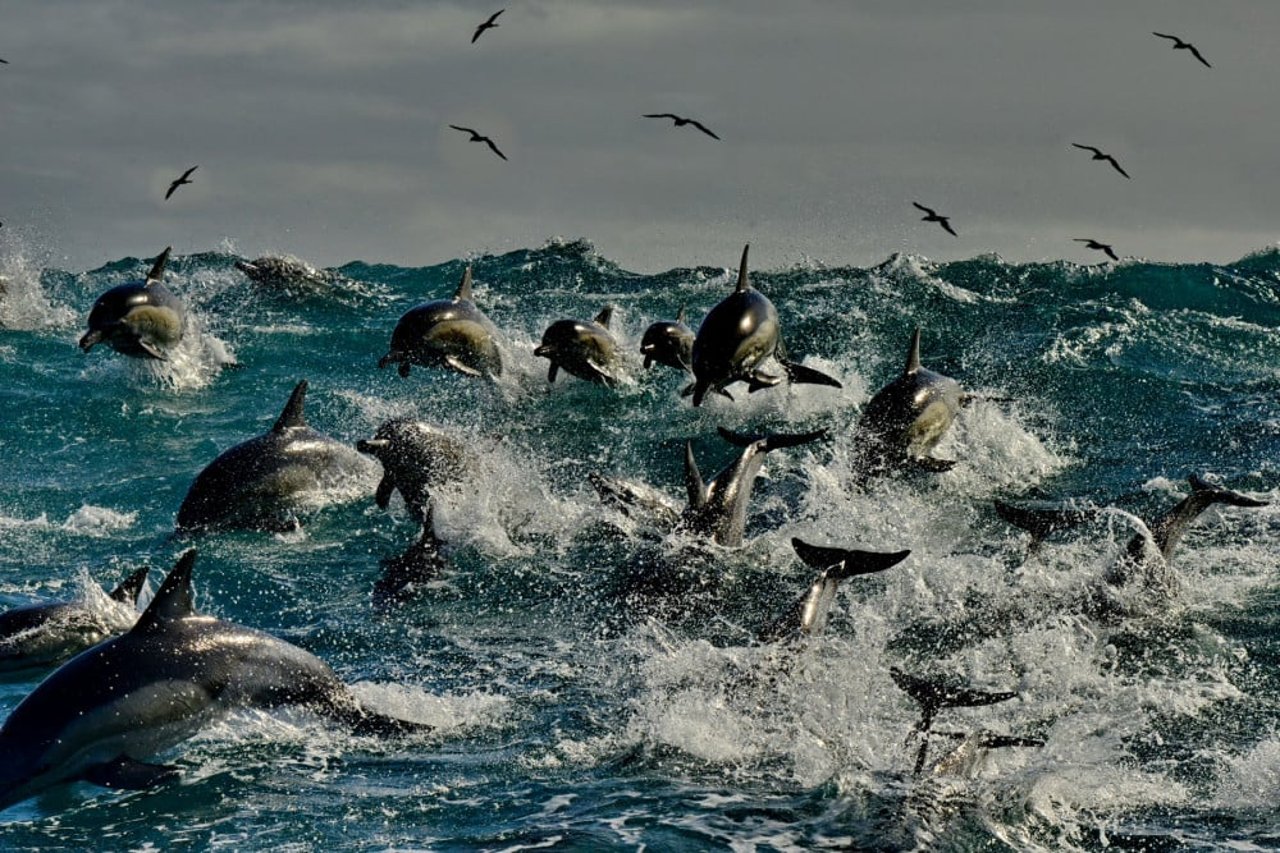 A pod of dolphins swimming in the ocean with birds soaring above