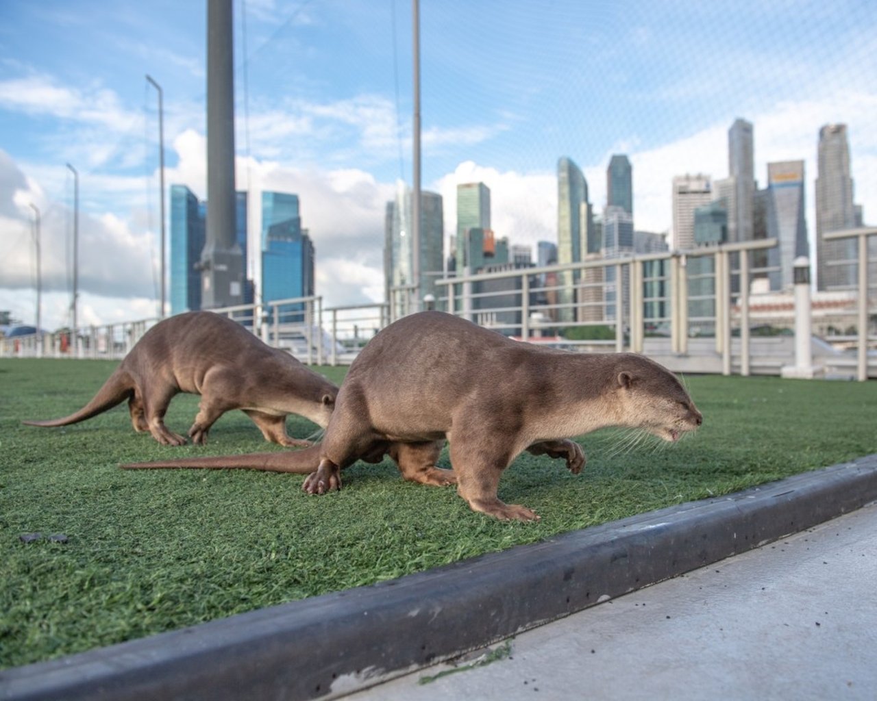 Two wild Asian otters chasing each other within the wildlife-friendly urban environment of Singapore