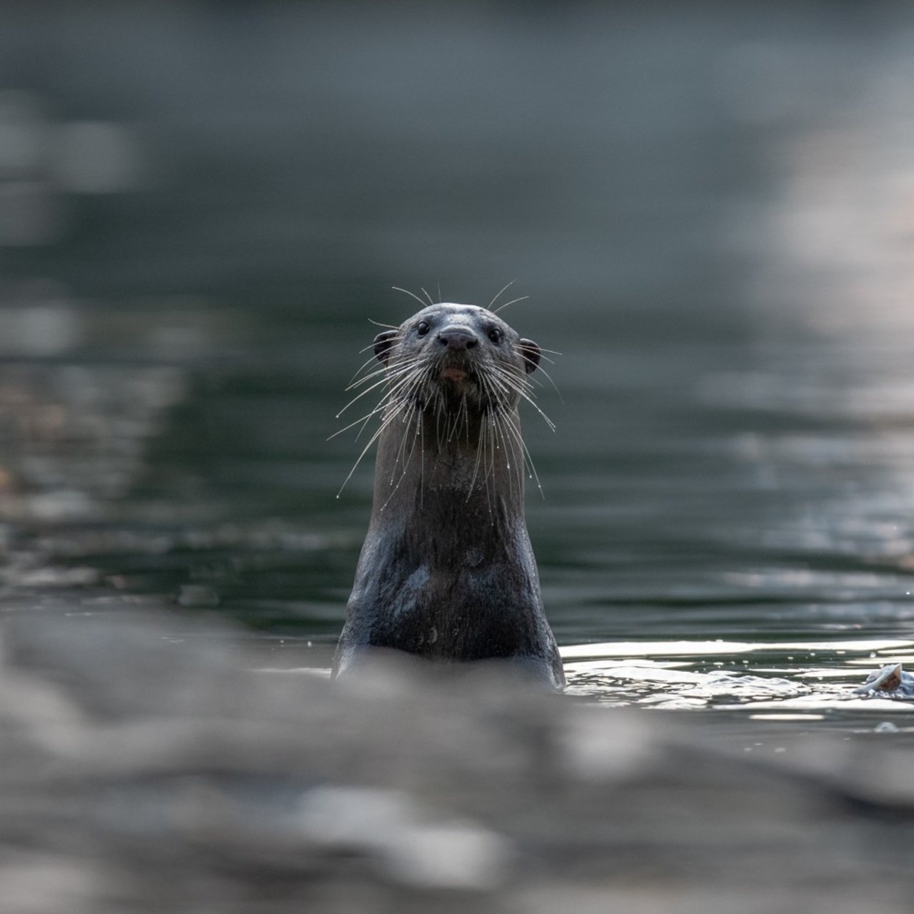 A wild Asian otter peeking out of the river water