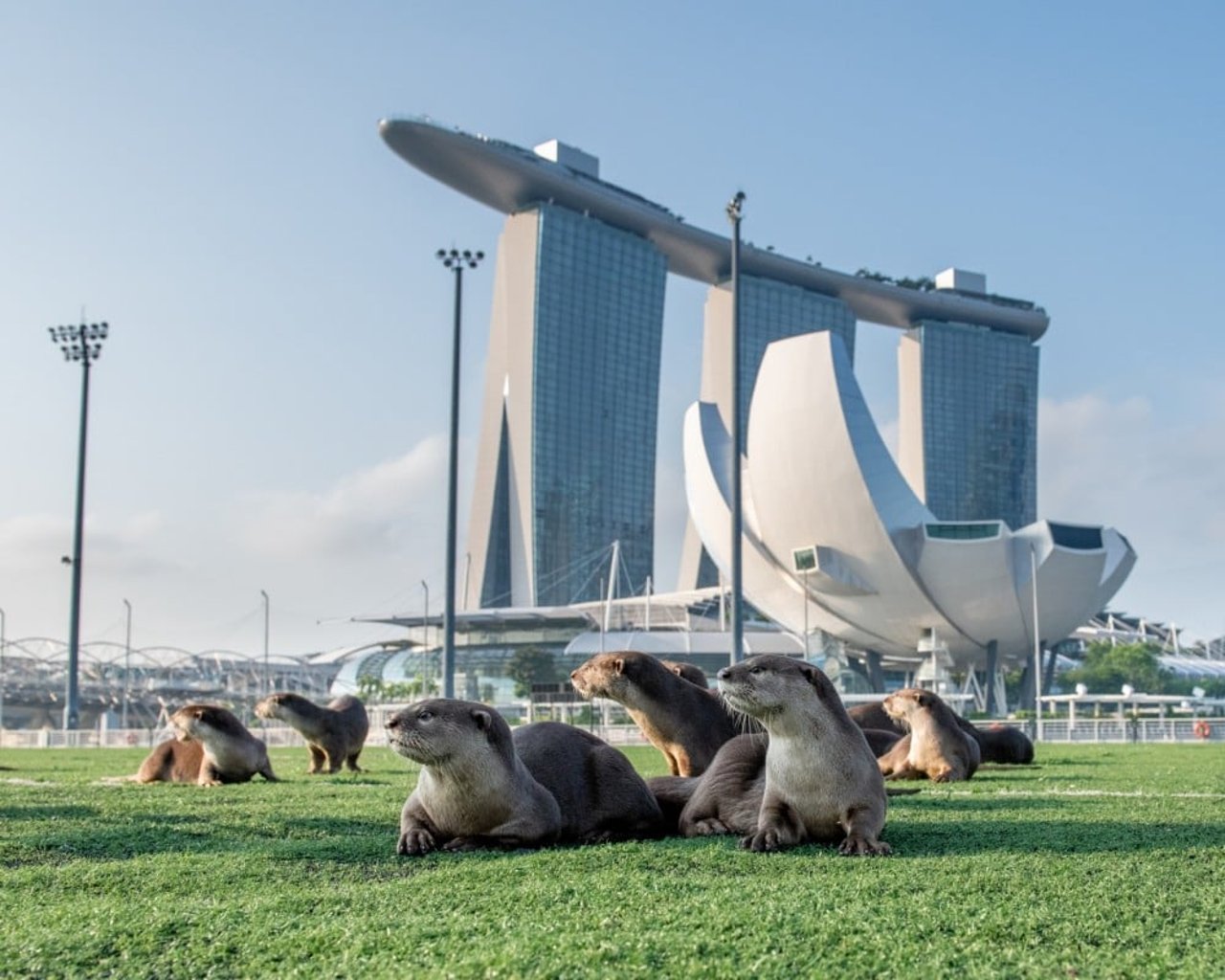 Several wild Asian otters lay on the grass in the sunshine. Tall buildings are visible in the background - Singapore has wildlife-friendly environments where wild otters thrive