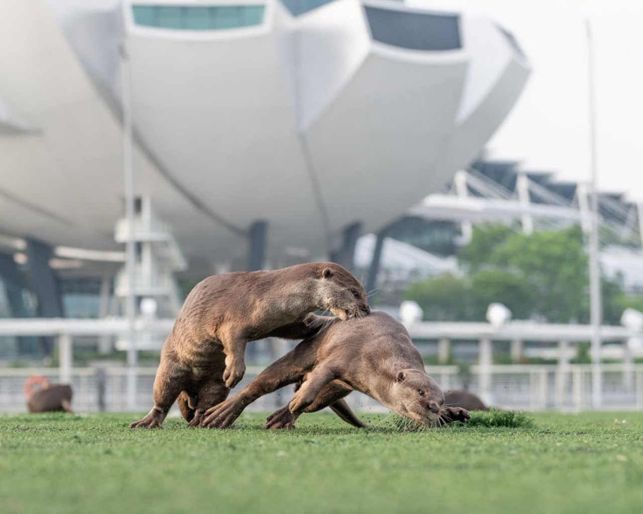 Two wild Asian otters fighting on the grass. Tall buildings are visible in the background - Singapore has wildlife-friendly environments where wild otters thrive