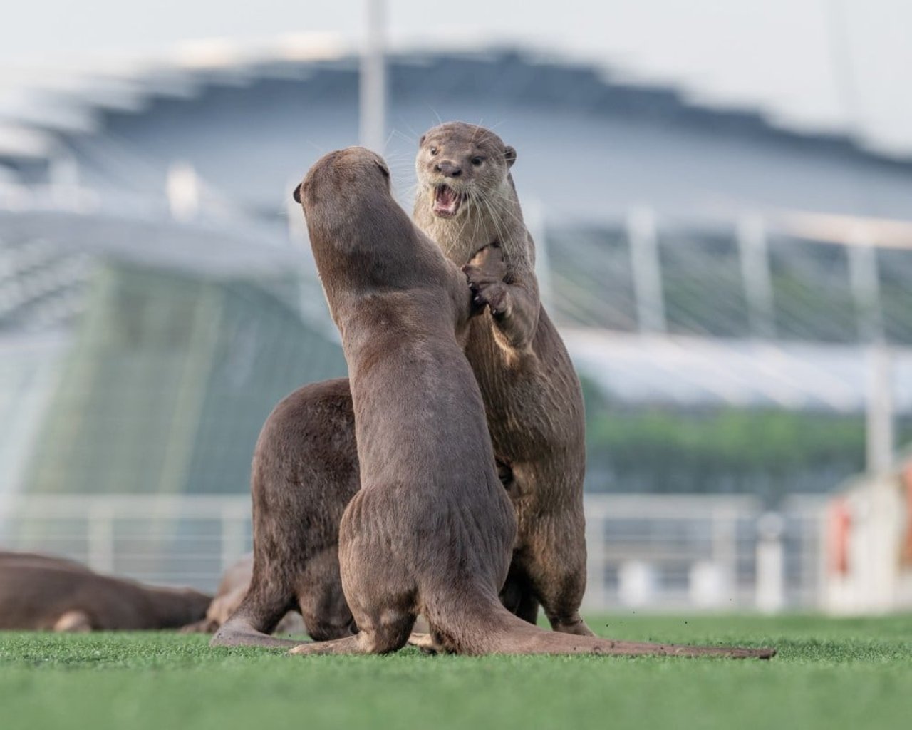 Two wild Asian otters fighting on the grass. Tall buildings are visible in the background - Singapore has wildlife-friendly environments where wild otters thrive