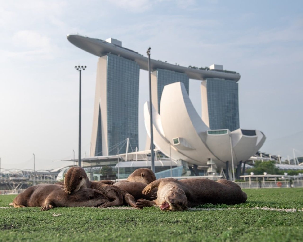 Several wild Asian otters lay on the grass in the sunshine. Tall buildings are visible in the background - Singapore has wildlife-friendly environments where wild otters thrive