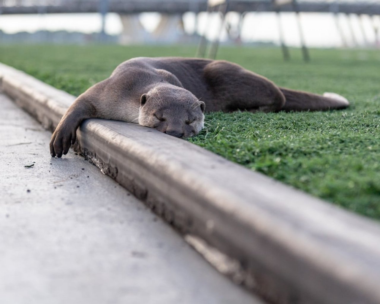 A wild Asian otter resting on the grass in Singapore. 