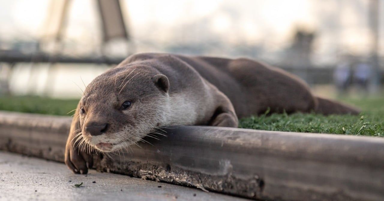 A wild Asian otter resting on the grass in Singapore. 