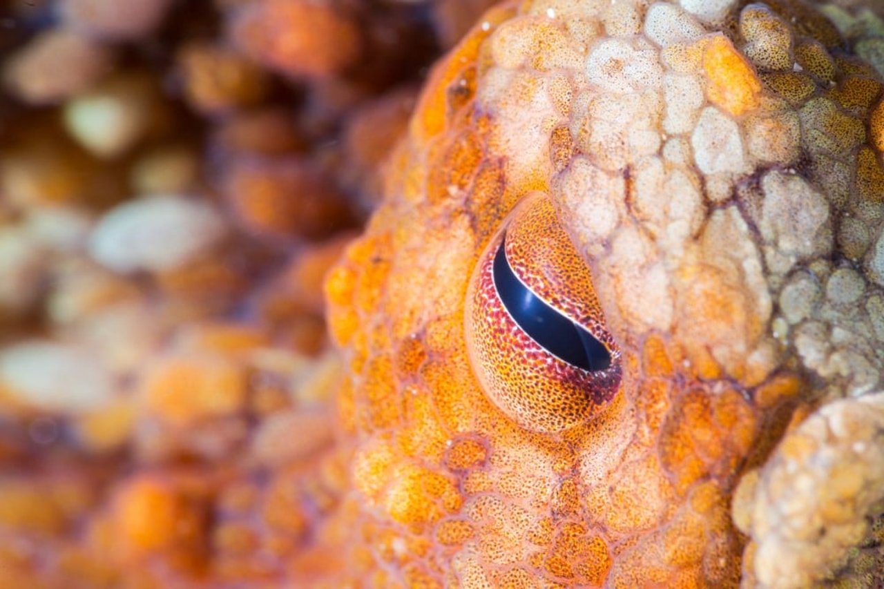 close up of an octopus eye