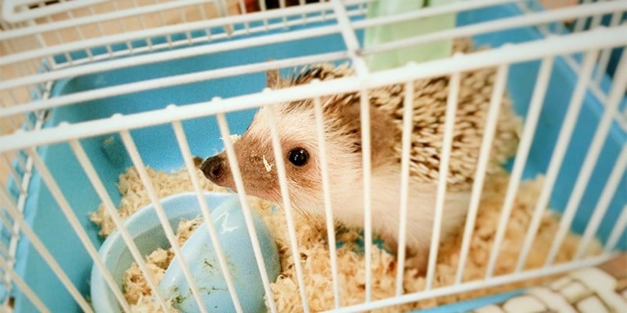 An African pygmy hedgehog in a small cage with white bars