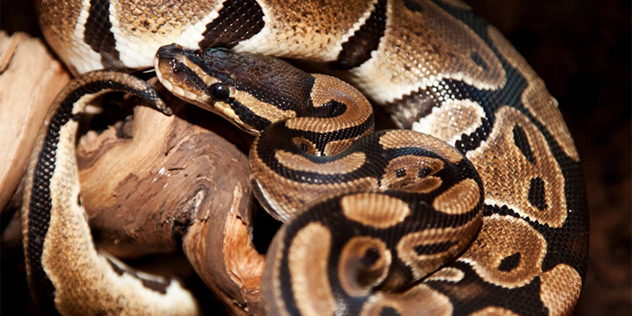 A ball python snake curled up in a ball