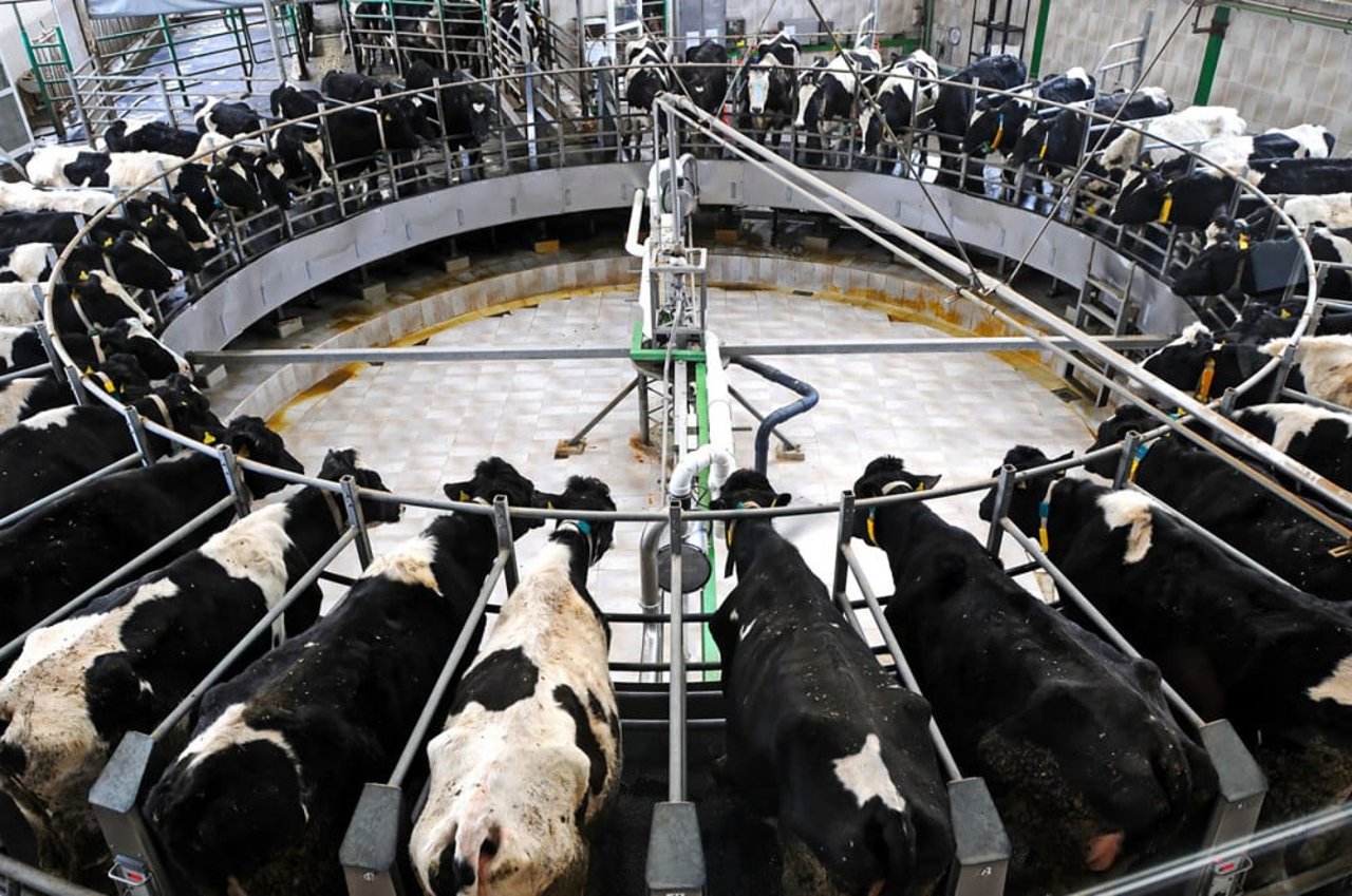 Hero_Cows-in-Factory-Farming