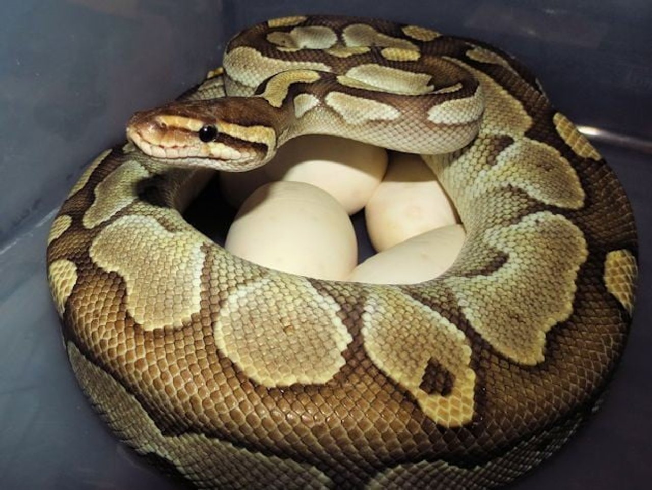 python