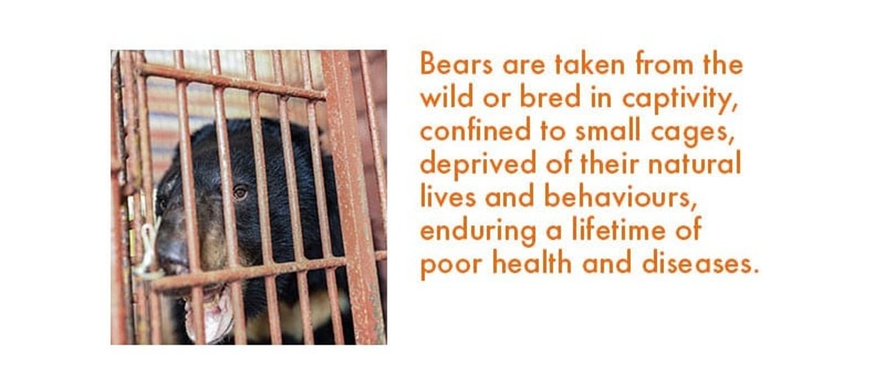 bear bile quote 2