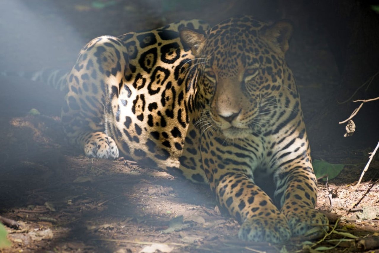 jaguar_0
