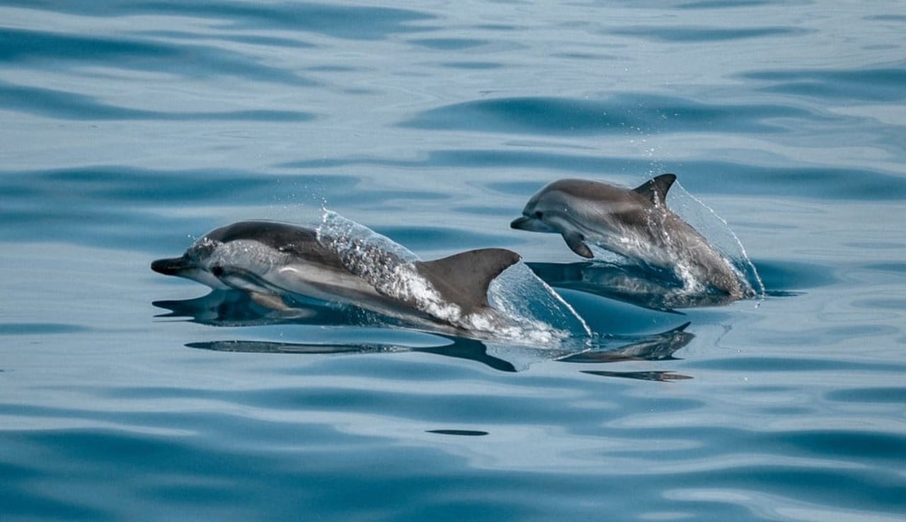 Dolphin and calf swimming in the wild