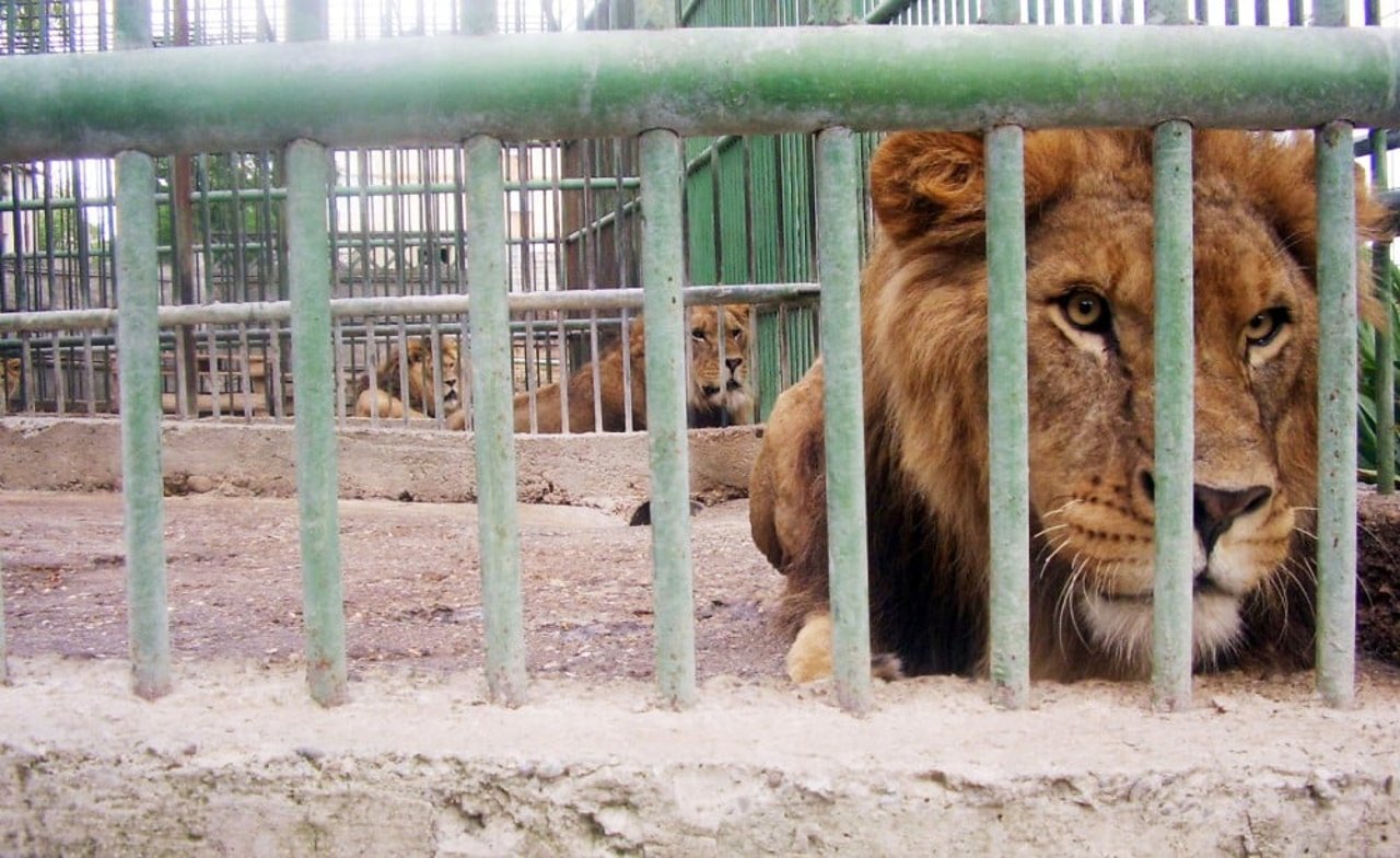 A male lion laying behind bars