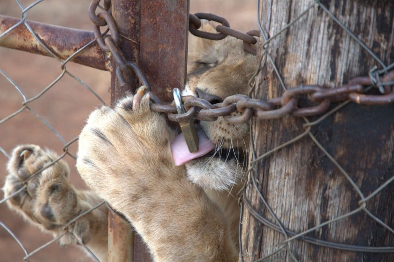 A lion cub is chewing the chain that its enclosure is locked with