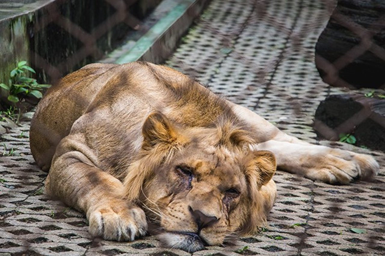 A lion is victim of wildlife trade for tourism and lays caged in visibly poor condition.