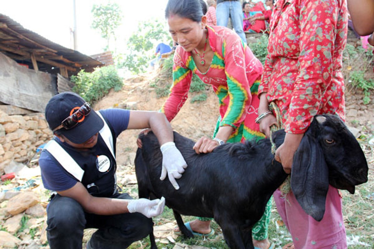 nepal-clinic-worker-treating-goat
