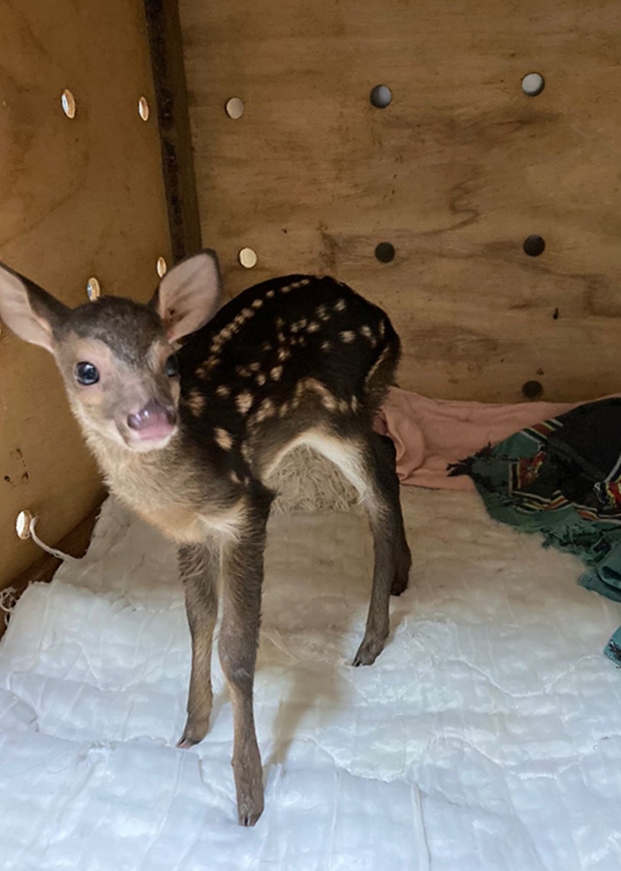 An orphaned deer is rescued from Brazilian wildfires and pictured in crate.