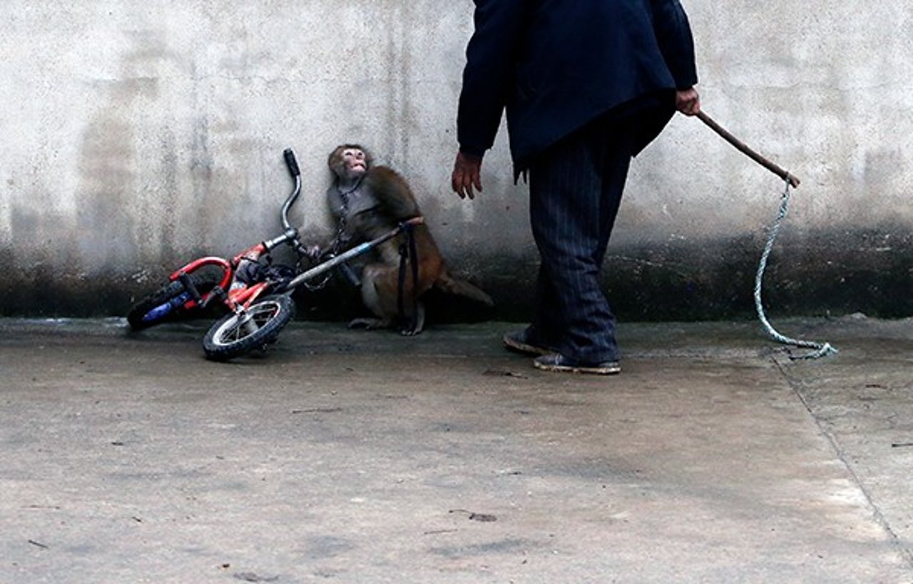 A macaque appears frightened on the floor while chained to a child