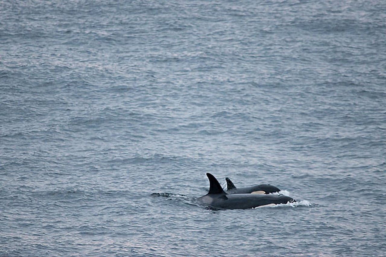 Orcas off the coast of Scotland