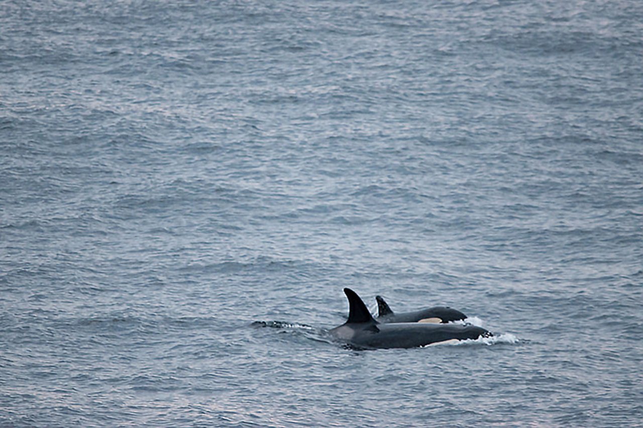 Orcas off the coast of Scotland