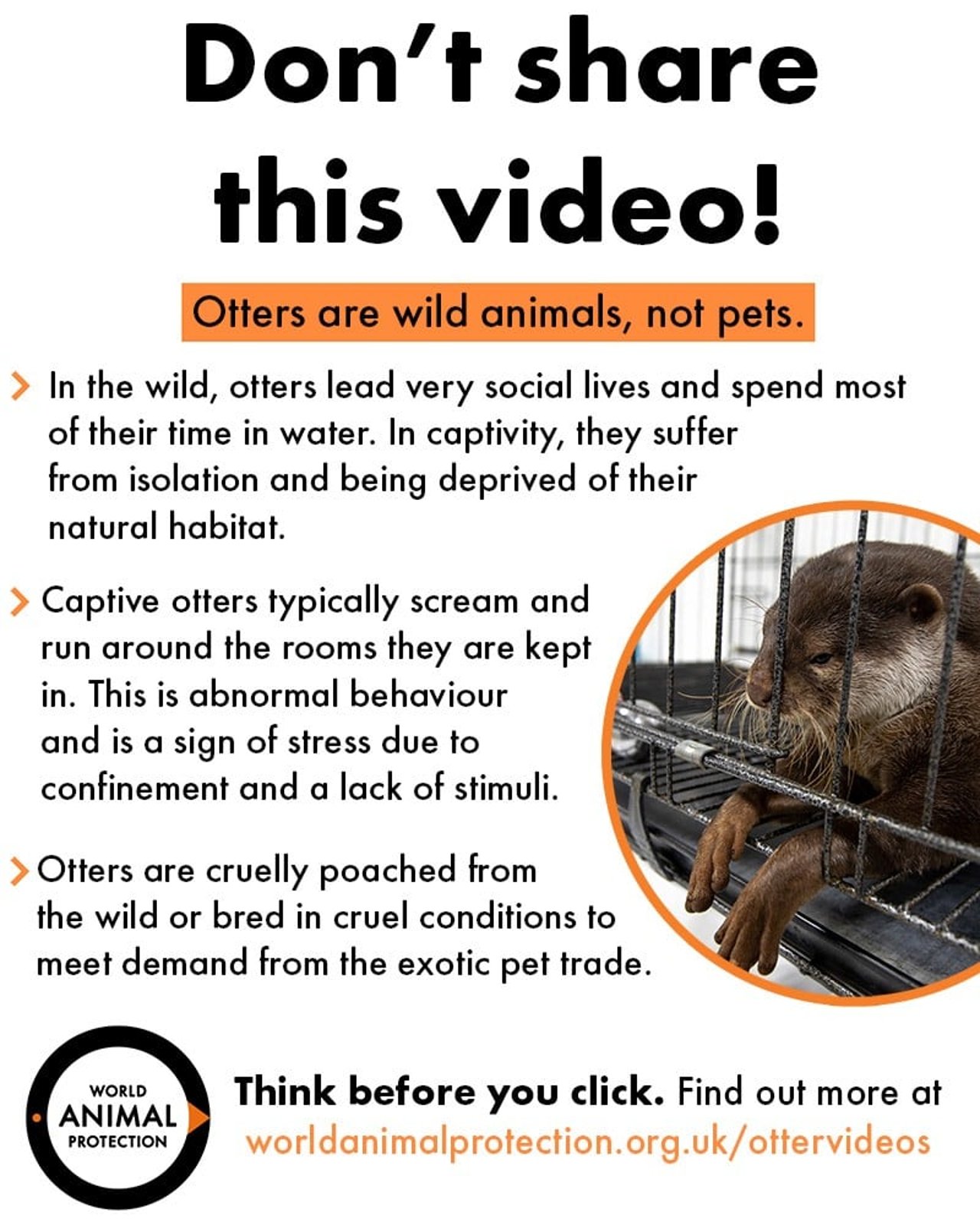 otter_comment_image_blog